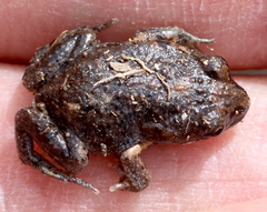 Crinia parinsignifera