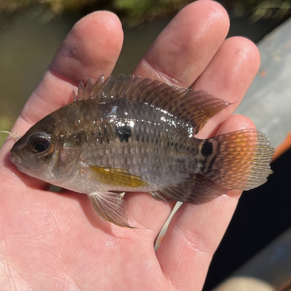 Bolivian cichlid (Cichlasoma boliviense) — Cichlidae