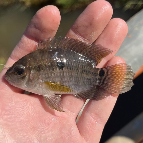 Bolivian cichlid (Cichlasoma boliviense) — Cichlidae