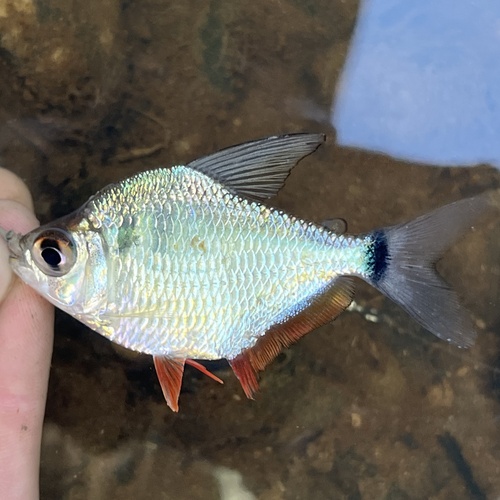 Silver tetra (Tetragonopterus argenteus) — Characidae — 2