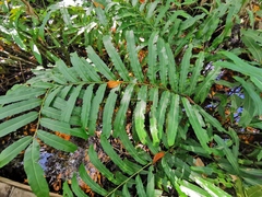 Acrostichum danaeifolium