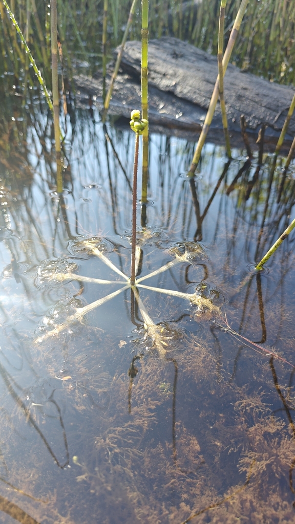 Utricularia inflata Walter 2