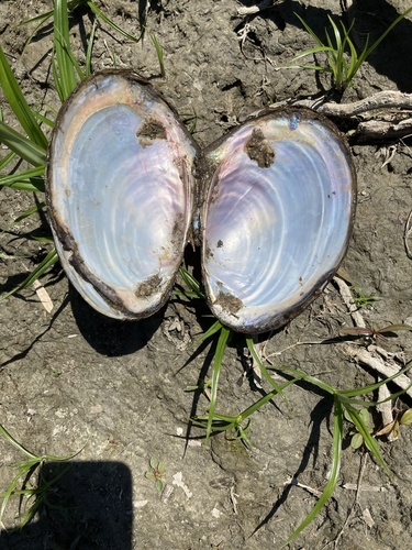 Potamilus fragilis