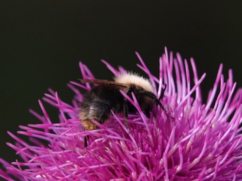 pačmeľ žltkastý (Bombus flavidus)