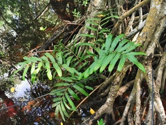 Acrostichum danaeifolium