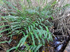 Acrostichum danaeifolium