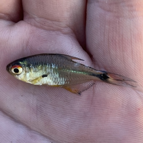 Lemon tetra (Hyphessobrycon pulchripinnis) — Characidae — 2