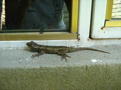 Sceloporus melanorhinus calligaster