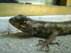 Sceloporus melanorhinus calligaster