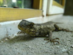Sceloporus melanorhinus calligaster
