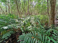 Acrostichum danaeifolium