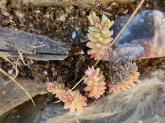 Sedum rubens