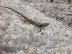 Sceloporus cozumelae