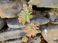 Sedum rubens