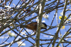 Sittiparus castaneoventris