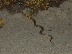 Pituophis catenifer
