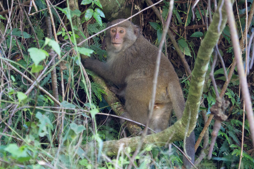 Macaca cyclopis