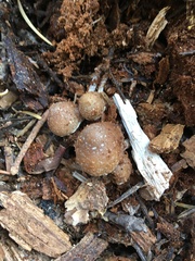 Psathyrella frustulenta