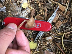 Psathyrella frustulenta