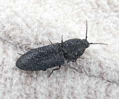 Lacon punctatus
