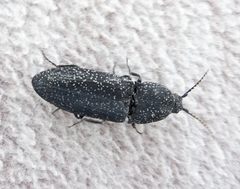 Lacon punctatus