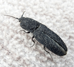 Lacon punctatus