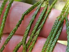 Phlegmariurus billardierei