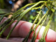 Phlegmariurus billardierei