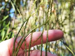 Phlegmariurus billardierei