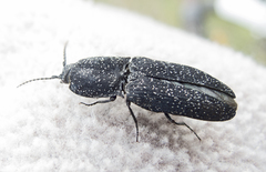 Lacon punctatus