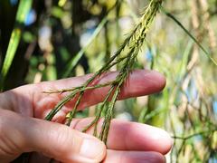 Phlegmariurus billardierei