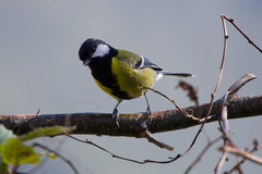 Parus monticolus