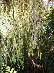 Phlegmariurus billardierei