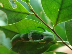Polyura eudamippus formosana