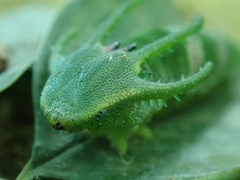 Polyura eudamippus formosana