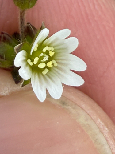 Common mouse-ear chickweed (Cerastium fontanum)