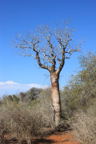 Givotia madagascariensis