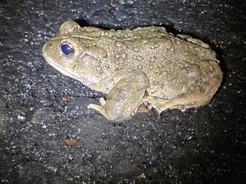 iNaturalist observation photo of Western Toad