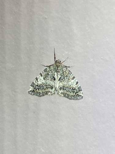 iNaturalist observation photo of Oak Winter Highflier
