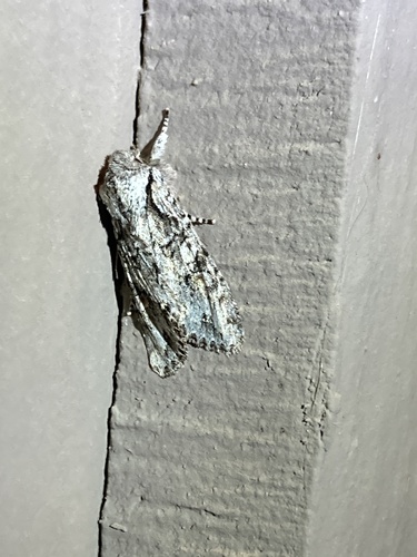 iNaturalist observation photo of Egira