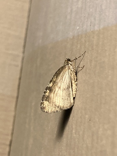 iNaturalist observation photo of Oak Winter Highflier