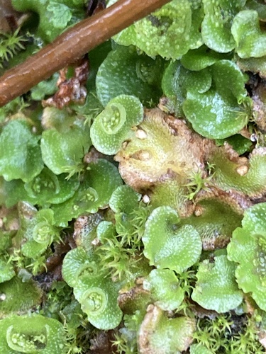 iNaturalist observation photo of Crescent-cup liverwort