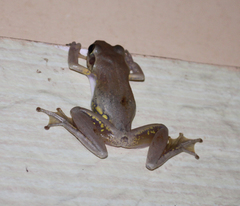 Boophis doulioti
