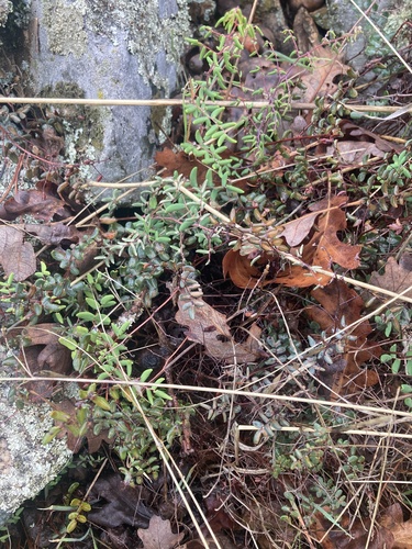 iNaturalist observation photo of Coffee Fern