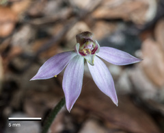 Caladenia variegata