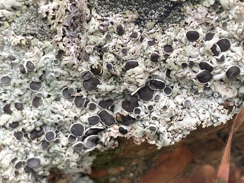 iNaturalist observation photo of Rimmed Navel Lichens