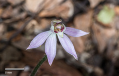 Caladenia variegata