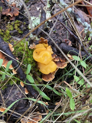 iNaturalist observation photo of golden ear