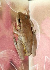 Boophis doulioti