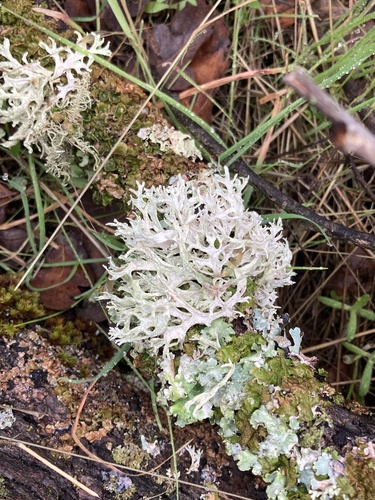 iNaturalist observation photo of Oakmoss